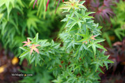 - Acer palmatum 'Goshiki kotohime' Dwarf Japanese Maple - Mr Maple │ Buy Japanese Maple Trees