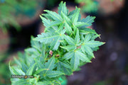 - Acer palmatum 'Goshiki kotohime' Dwarf Japanese Maple - Mr Maple │ Buy Japanese Maple Trees