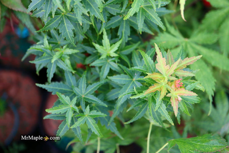 - Acer palmatum 'Goshiki kotohime' Dwarf Japanese Maple - Mr Maple │ Buy Japanese Maple Trees