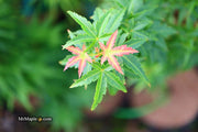 - Acer palmatum 'Goshiki kotohime' Dwarf Japanese Maple - Mr Maple │ Buy Japanese Maple Trees