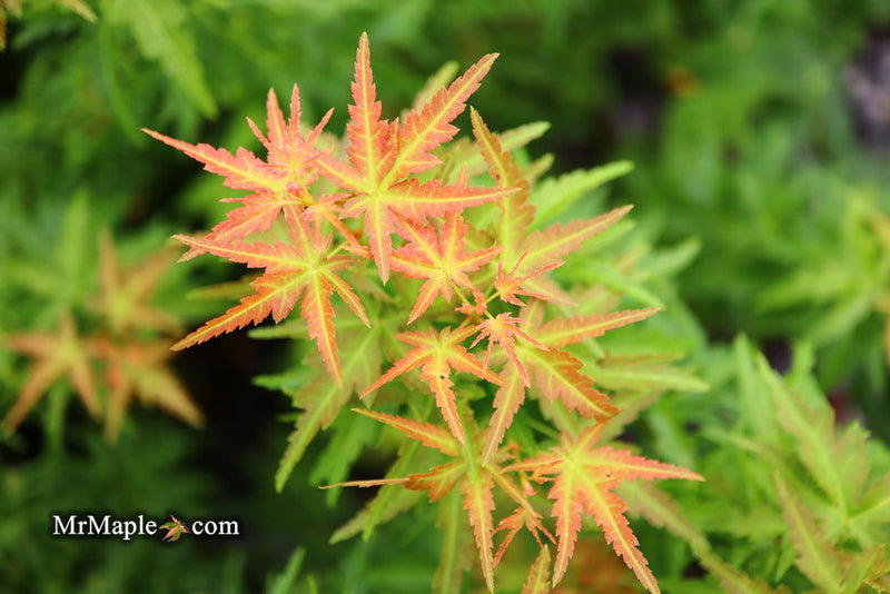 - Acer palmatum 'Goshiki kotohime' Dwarf Japanese Maple - Mr Maple │ Buy Japanese Maple Trees