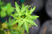 - Acer palmatum 'Goshiki kotohime' Dwarf Japanese Maple - Mr Maple │ Buy Japanese Maple Trees