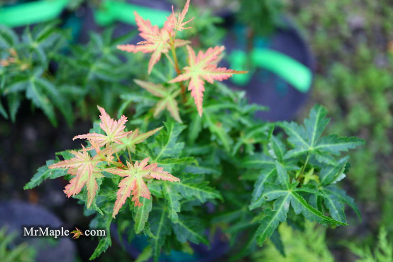 - Acer palmatum 'Goshiki kotohime' Dwarf Japanese Maple - Mr Maple │ Buy Japanese Maple Trees