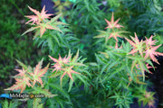 - Acer palmatum 'Goshiki kotohime' Dwarf Japanese Maple - Mr Maple │ Buy Japanese Maple Trees