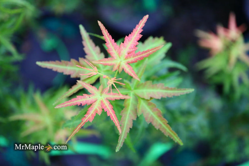 - Acer palmatum 'Goshiki kotohime' Dwarf Japanese Maple - Mr Maple │ Buy Japanese Maple Trees