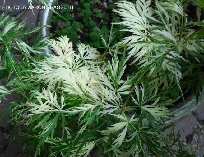 - Acer palmatum 'Goshiki shidare' Japanese Maple - Mr Maple │ Buy Japanese Maple Trees