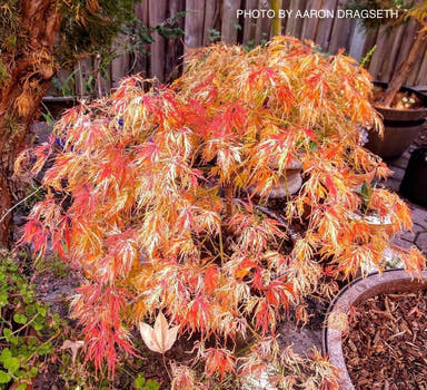 - Acer palmatum 'Goshiki shidare' Japanese Maple - Mr Maple │ Buy Japanese Maple Trees