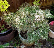 - Acer palmatum 'Goshiki shidare' Japanese Maple - Mr Maple │ Buy Japanese Maple Trees