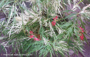 - Acer palmatum 'Goshiki shidare' Japanese Maple - Mr Maple │ Buy Japanese Maple Trees