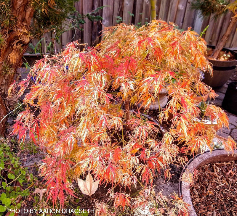 - Acer palmatum 'Goshiki shidare' Japanese Maple - Mr Maple │ Buy Japanese Maple Trees