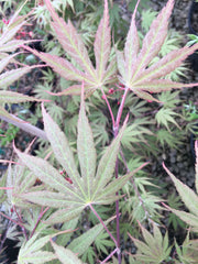 - Acer palmatum 'Green Elf' Japanese Maple - Mr Maple │ Buy Japanese Maple Trees