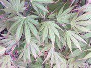 - Acer palmatum 'Green Elf' Japanese Maple - Mr Maple │ Buy Japanese Maple Trees