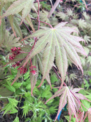 - Acer palmatum 'Green Elf' Japanese Maple - Mr Maple │ Buy Japanese Maple Trees