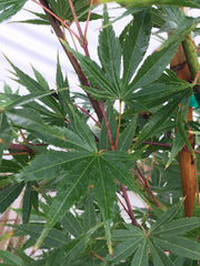 - Acer palmatum 'Green Elf' Japanese Maple - Mr Maple │ Buy Japanese Maple Trees