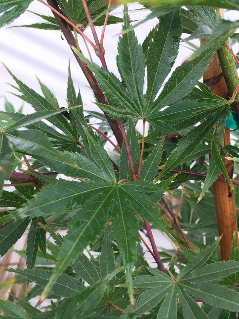 - Acer palmatum 'Green Elf' Japanese Maple - Mr Maple │ Buy Japanese Maple Trees