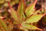 - Acer palmatum 'Green Elf' Japanese Maple - Mr Maple │ Buy Japanese Maple Trees