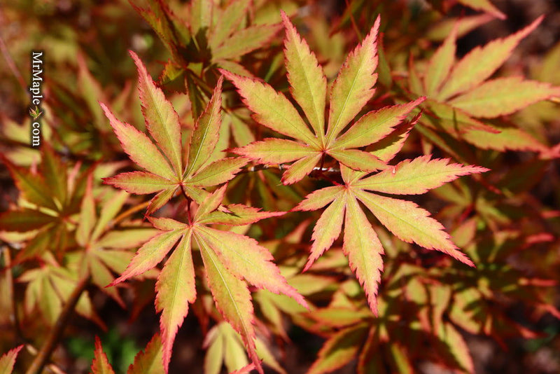 - Acer palmatum 'Green Elf' Japanese Maple - Mr Maple │ Buy Japanese Maple Trees