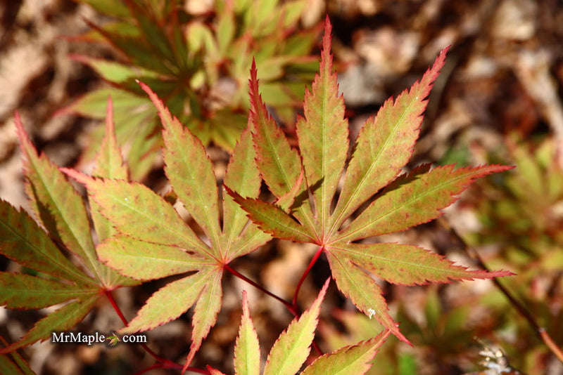 - Acer palmatum 'Green Elf' Japanese Maple - Mr Maple │ Buy Japanese Maple Trees