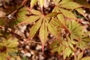 - Acer palmatum 'Green Elf' Japanese Maple - Mr Maple │ Buy Japanese Maple Trees