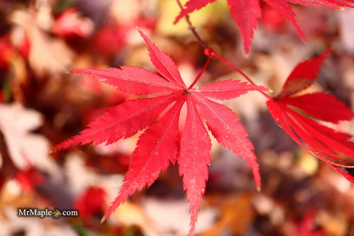 - Acer palmatum 'Green Elf' Japanese Maple - Mr Maple │ Buy Japanese Maple Trees