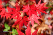 - Acer palmatum 'Green Elf' Japanese Maple - Mr Maple │ Buy Japanese Maple Trees