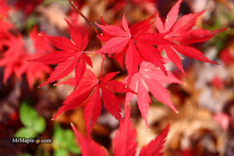 - Acer palmatum 'Green Elf' Japanese Maple - Mr Maple │ Buy Japanese Maple Trees