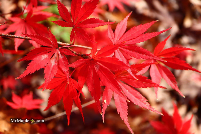 - Acer palmatum 'Green Elf' Japanese Maple - Mr Maple │ Buy Japanese Maple Trees