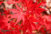 - Acer palmatum 'Green Elf' Japanese Maple - Mr Maple │ Buy Japanese Maple Trees