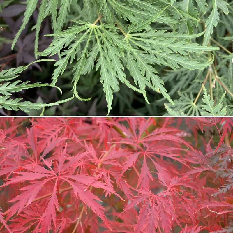 - Acer palmatum 'Green Gem' Japanese Maple - Mr Maple │ Buy Japanese Maple Trees