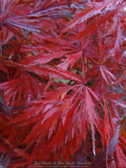 - Acer palmatum 'Green Gem' Japanese Maple - Mr Maple │ Buy Japanese Maple Trees