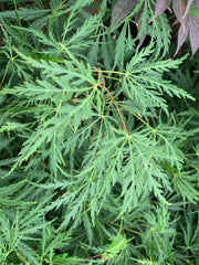 - Acer palmatum 'Green Gem' Japanese Maple - Mr Maple │ Buy Japanese Maple Trees