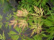 - Acer palmatum 'Green Gem' Japanese Maple - Mr Maple │ Buy Japanese Maple Trees