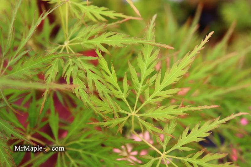 - Acer palmatum 'Green Globe' Rare Japanese Maple - Mr Maple │ Buy Japanese Maple Trees
