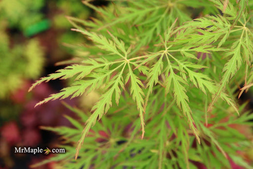 - Acer palmatum 'Green Globe' Rare Japanese Maple - Mr Maple │ Buy Japanese Maple Trees