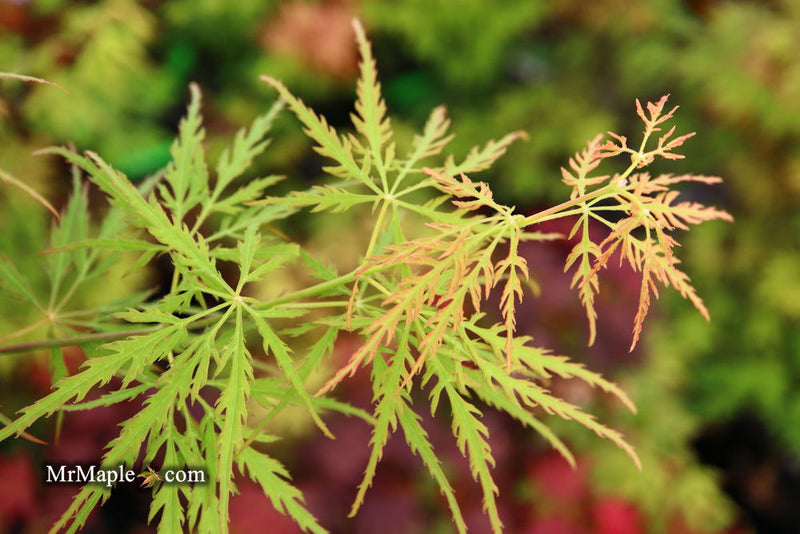 - Acer palmatum 'Green Globe' Rare Japanese Maple - Mr Maple │ Buy Japanese Maple Trees
