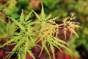 - Acer palmatum 'Green Globe' Rare Japanese Maple - Mr Maple │ Buy Japanese Maple Trees
