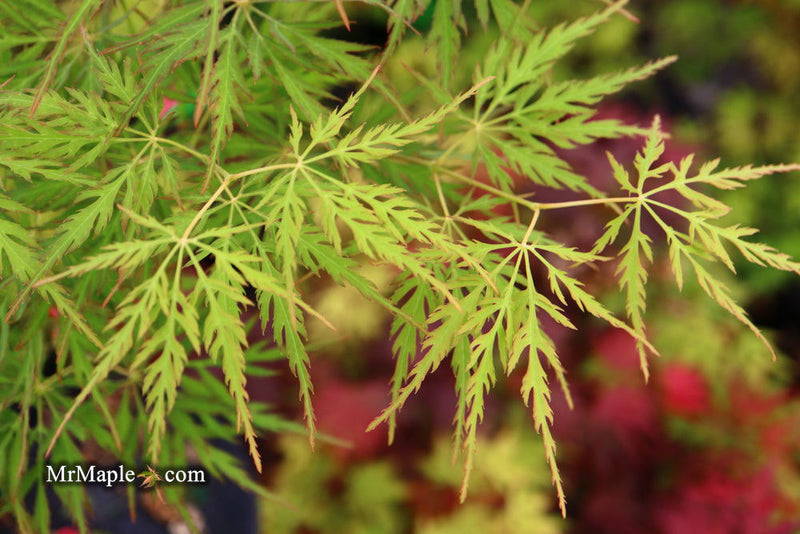 - Acer palmatum 'Green Globe' Rare Japanese Maple - Mr Maple │ Buy Japanese Maple Trees