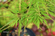 - Acer palmatum 'Green Globe' Rare Japanese Maple - Mr Maple │ Buy Japanese Maple Trees