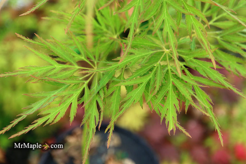 - Acer palmatum 'Green Globe' Rare Japanese Maple - Mr Maple │ Buy Japanese Maple Trees