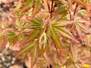 - Acer palmatum 'Green Goblin' Dwarf Japanese Maple - Mr Maple │ Buy Japanese Maple Trees