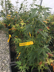 - Acer palmatum 'Green Goblin' Dwarf Japanese Maple - Mr Maple │ Buy Japanese Maple Trees