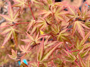 - Acer palmatum 'Green Goblin' Dwarf Japanese Maple - Mr Maple │ Buy Japanese Maple Trees