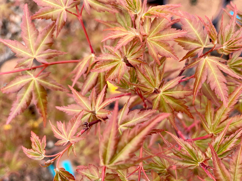 - Acer palmatum 'Green Goblin' Dwarf Japanese Maple - Mr Maple │ Buy Japanese Maple Trees