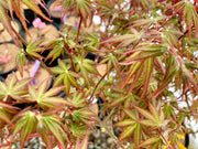 - Acer palmatum 'Green Goblin' Dwarf Japanese Maple - Mr Maple │ Buy Japanese Maple Trees