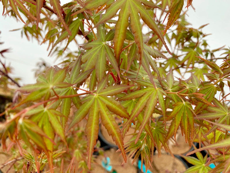 - Acer palmatum 'Green Goblin' Dwarf Japanese Maple - Mr Maple │ Buy Japanese Maple Trees