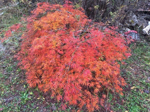 Acer palmatum 'Green Hornet' Japanese Maple - Mr Maple │ Buy Japanese Maple Trees