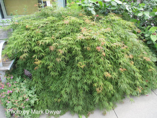 Acer palmatum 'Green Hornet' Japanese Maple - Mr Maple │ Buy Japanese Maple Trees