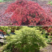 - Acer palmatum 'Green Hornet' Japanese Maple - Mr Maple │ Buy Japanese Maple Trees