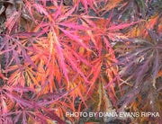 - Acer palmatum 'Green Hornet' Japanese Maple - Mr Maple │ Buy Japanese Maple Trees