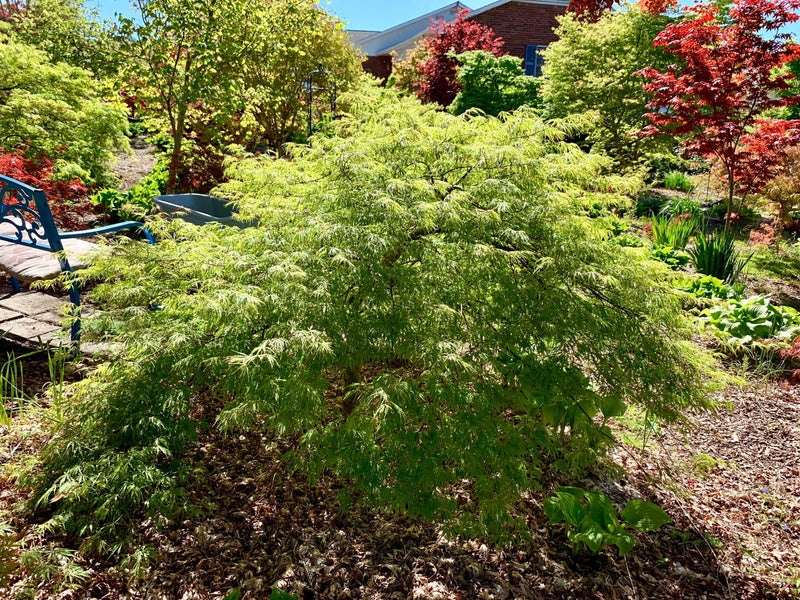 - Acer palmatum 'Green Hornet' Japanese Maple - Mr Maple │ Buy Japanese Maple Trees